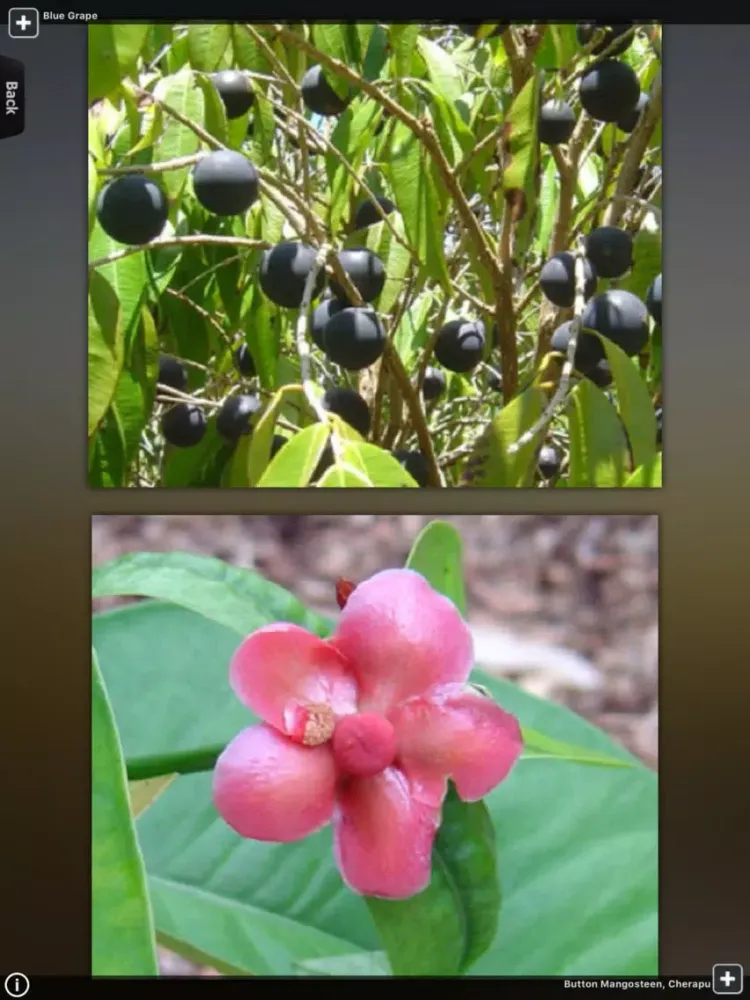 Скриншоты Fruits Guide iPad 