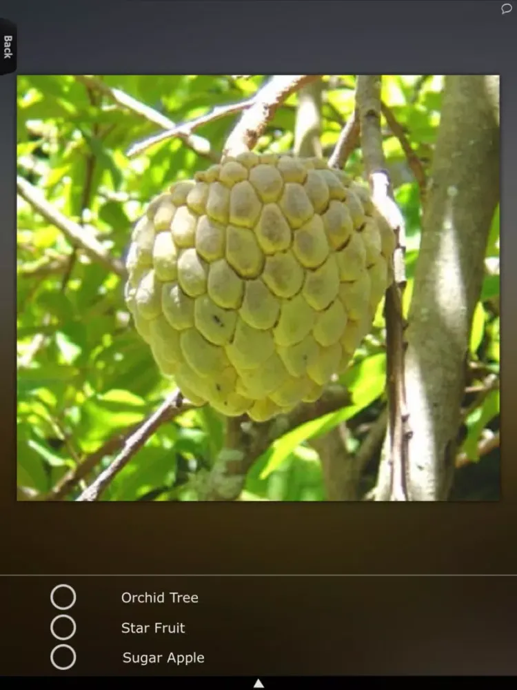 Скриншоты Fruits Guide iPad 
