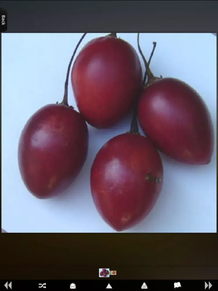 Скриншоты Fruits Guide iPad 