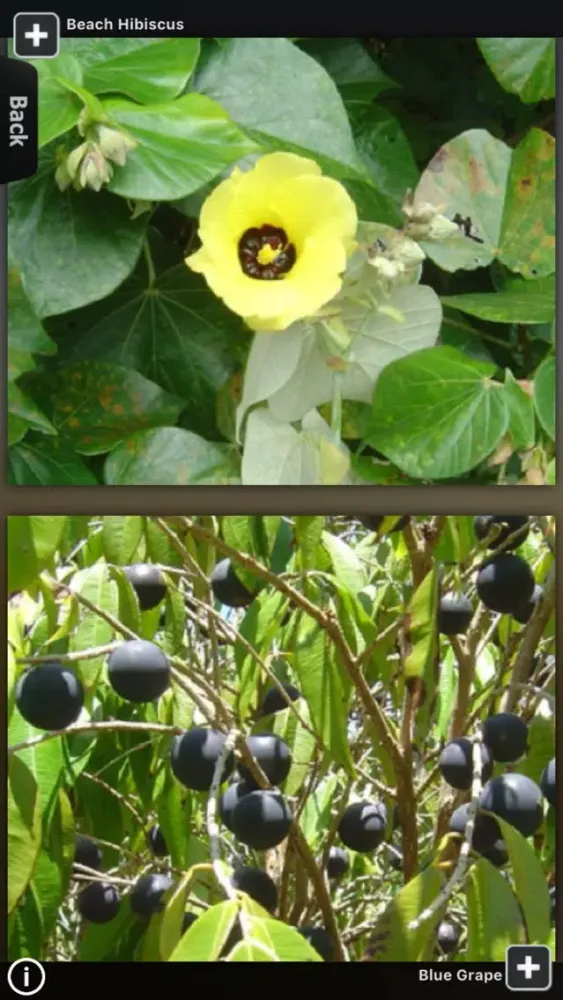 Скриншоты Fruits Guide