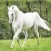 Horses for iPhone