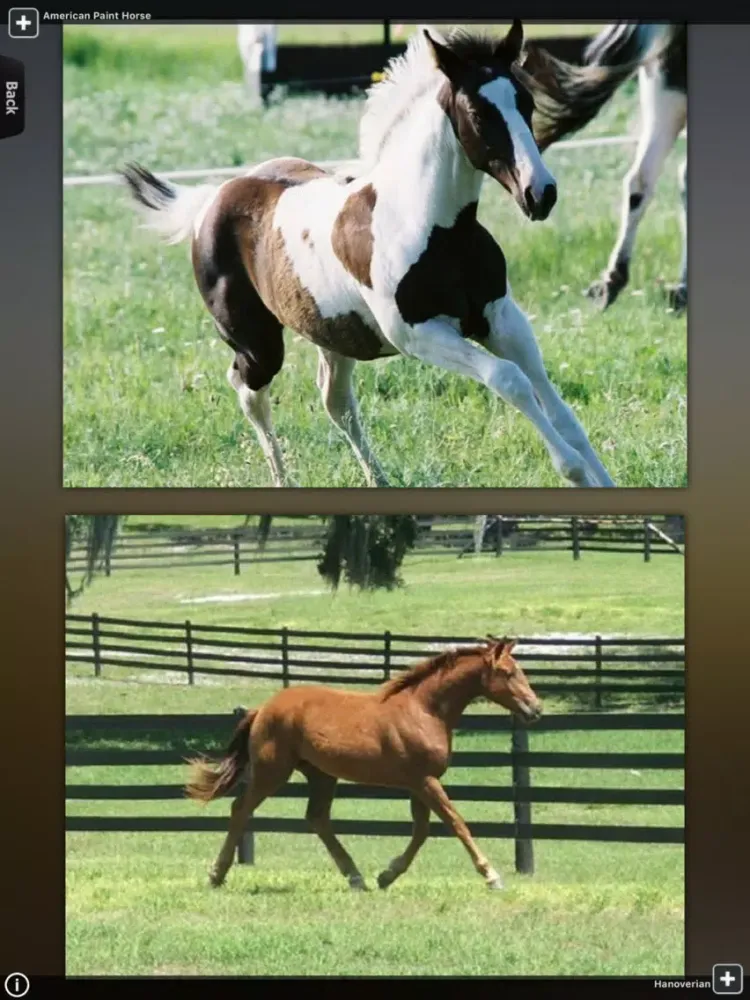 Zrzuty ekranu Horses for iPhone iPad 