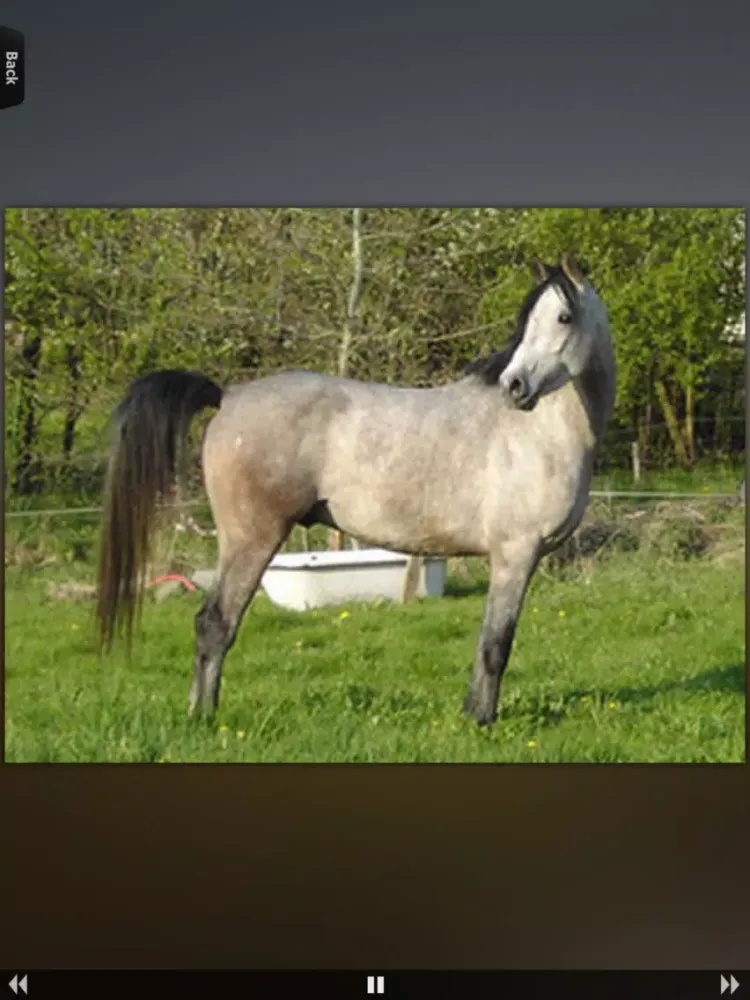 Zrzuty ekranu Horses for iPhone iPad 