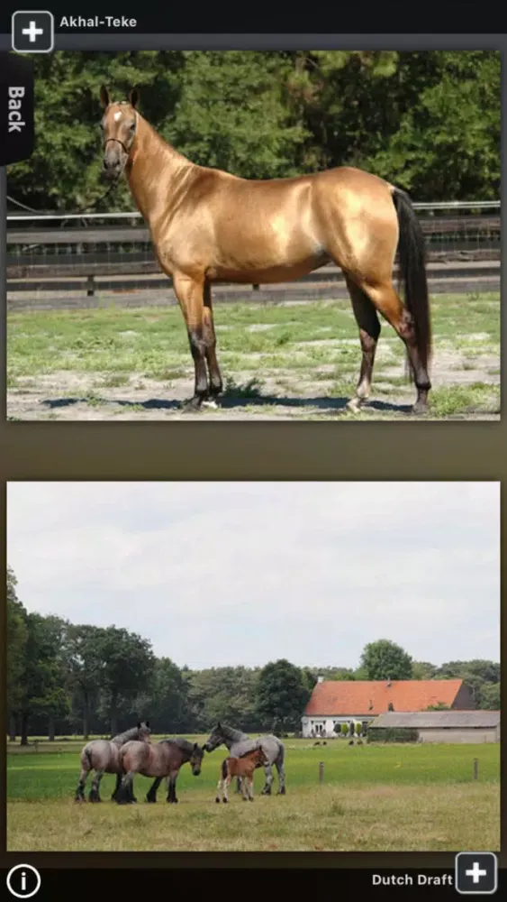 Zrzuty ekranu Horses for iPhone