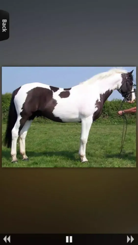 Zrzuty ekranu Horses for iPhone