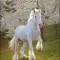 Horses HD