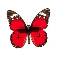 Insect Stickers for iMessage