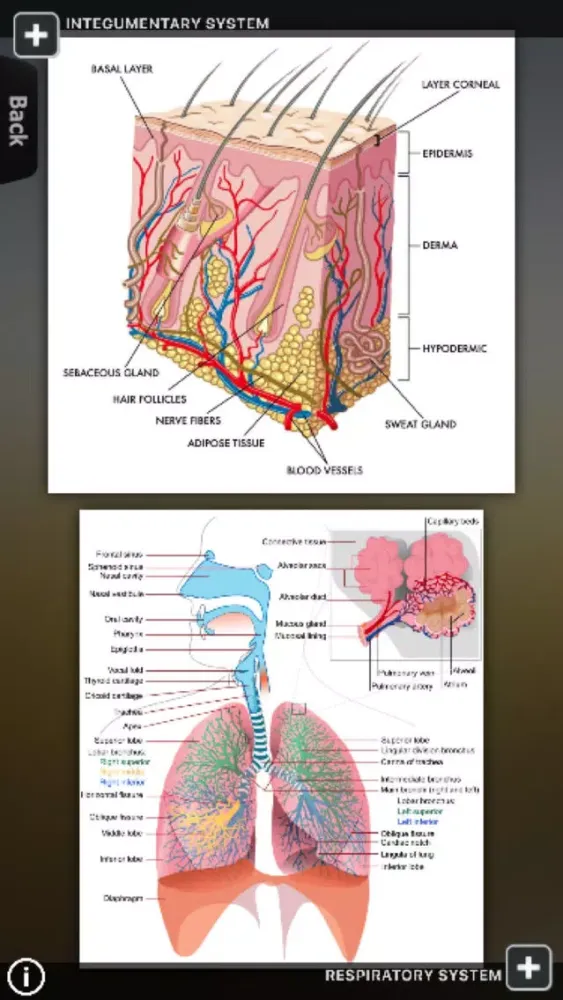 Human Body Database स्क्रीनशॉट
