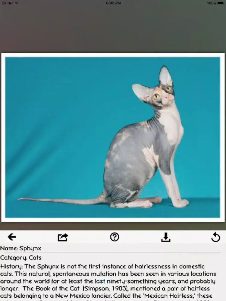 Ảnh chụp màn hình của Cats - Best Puzzle iPad 