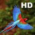 Parrot Catalog HD Parrot Catalog HD