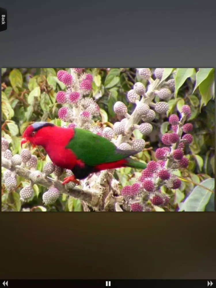 Tangkapan skrin Parrot Catalog HD iPad 