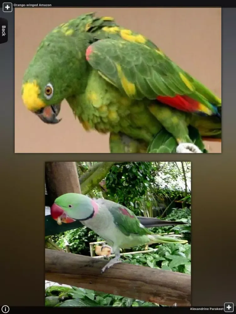 Tangkapan skrin Parrot Catalog HD iPad 