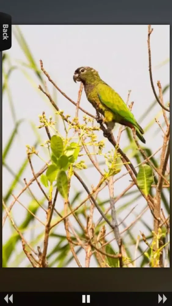 Tangkapan skrin Parrot Catalog HD