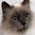 World of Cats