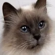 World of Cats World of Cats