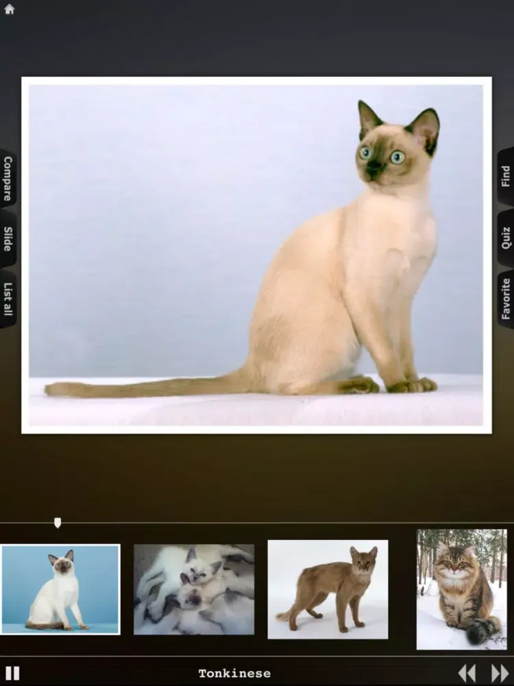 World of Cats iPad  스크린샷