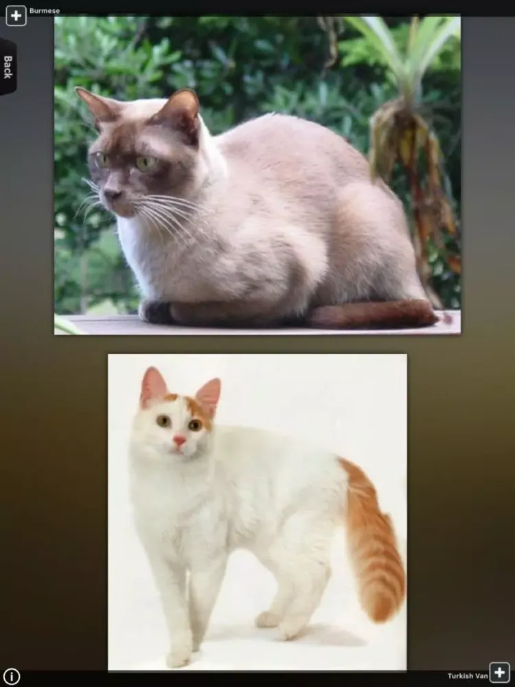 World of Cats iPad  스크린샷