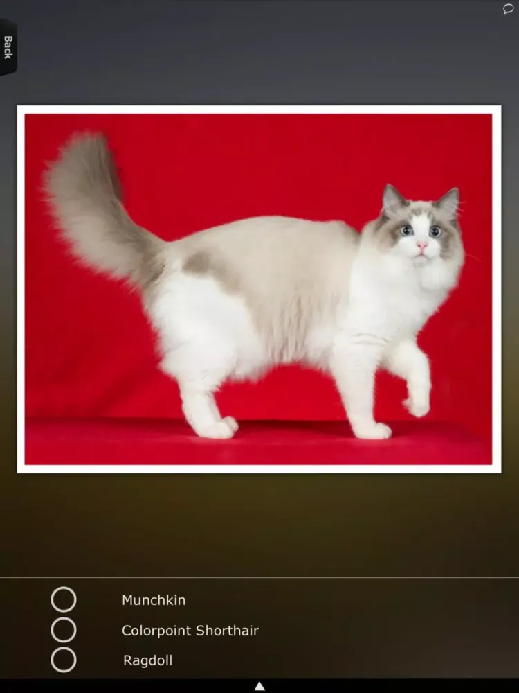 World of Cats iPad  스크린샷