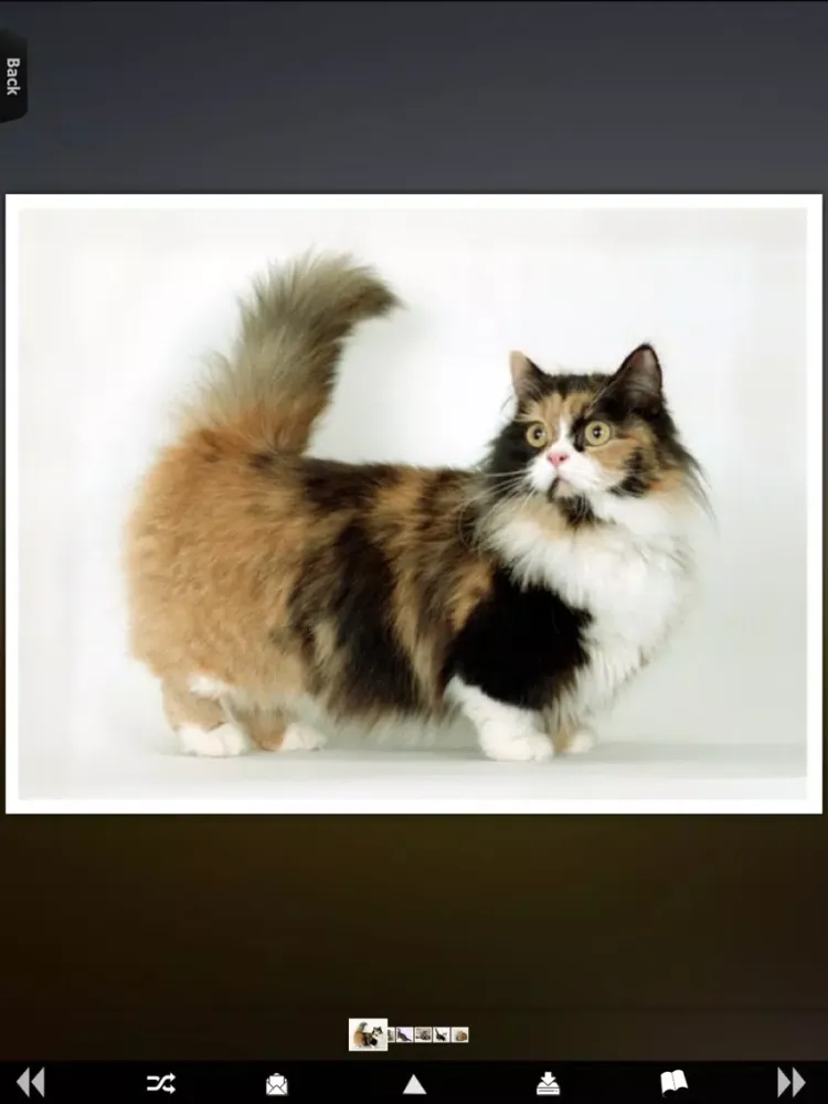 World of Cats iPad  스크린샷
