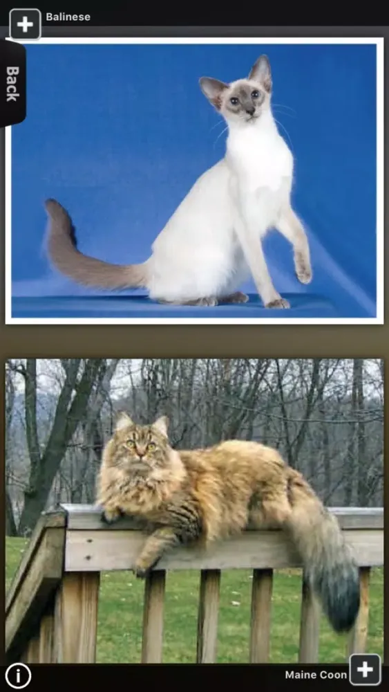 World of Cats 스크린샷