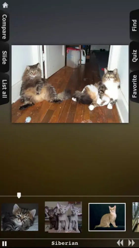World of Cats 스크린샷