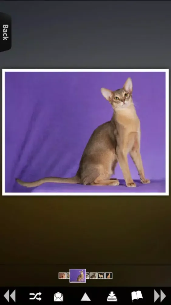 World of Cats 스크린샷