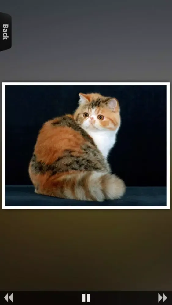 World of Cats 스크린샷