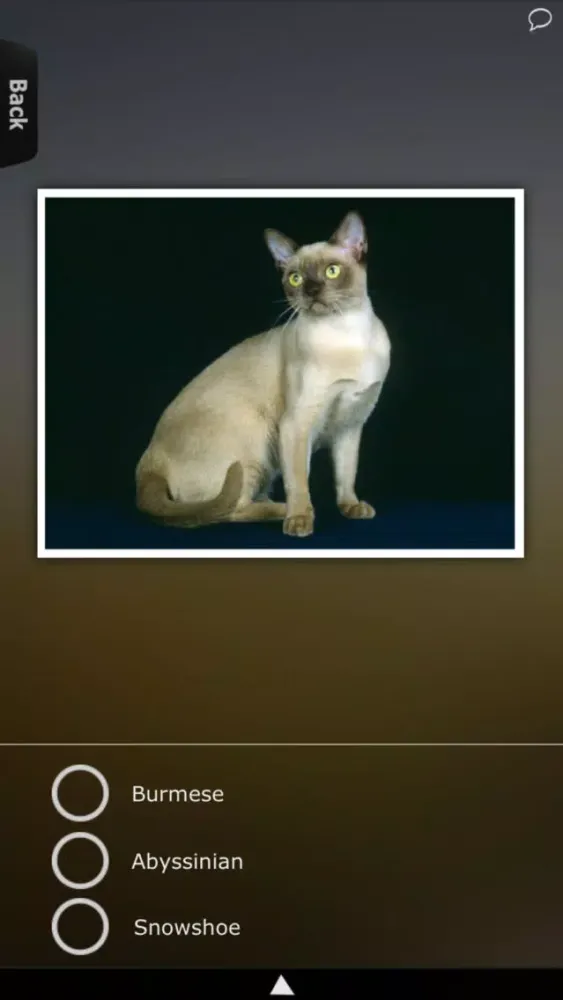World of Cats 스크린샷