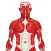 Visual Anatomy Quiz