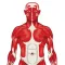 Visual Anatomy Quiz