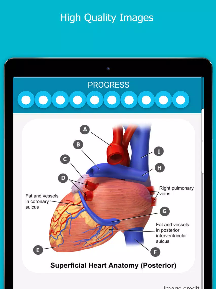 Captures d'écran de Visual Anatomy Quiz iPad 