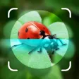 Bug Identifier - Insect