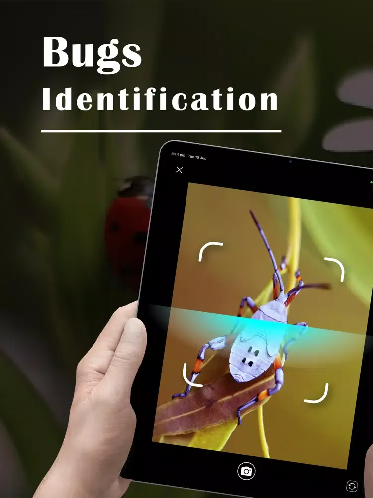 Bug Identifier - Insect iPad  Ekran Görüntüleri