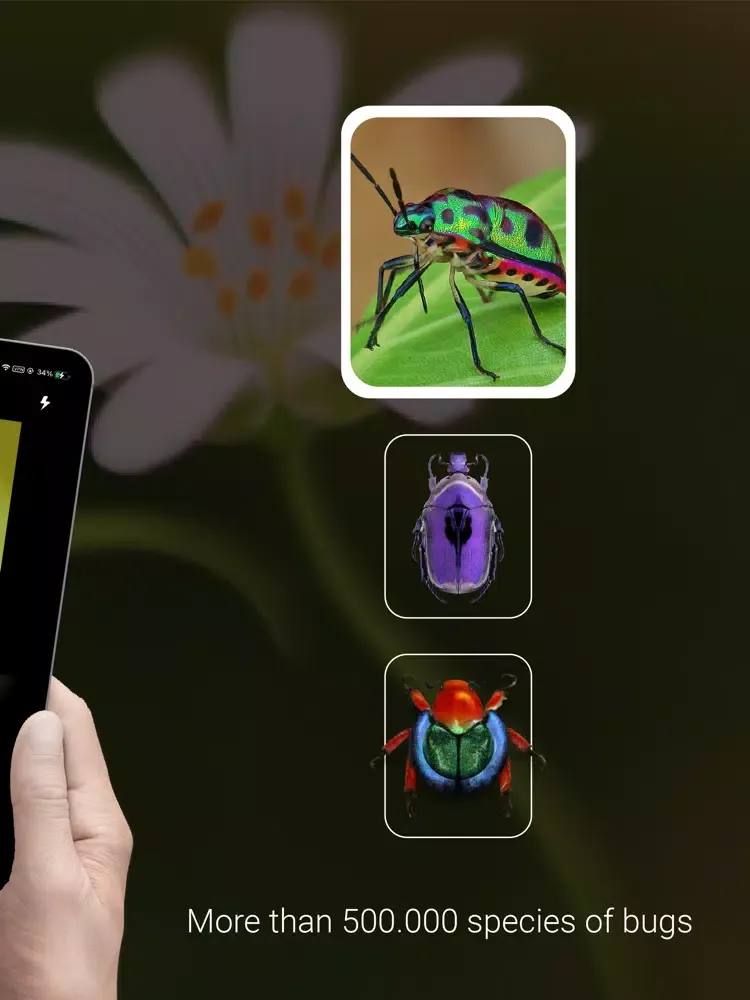 Bug Identifier - Insect iPad  Ekran Görüntüleri