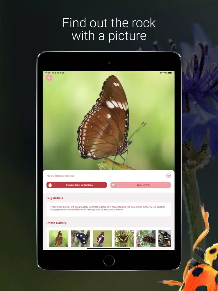 Bug Identifier - Insect iPad  Ekran Görüntüleri