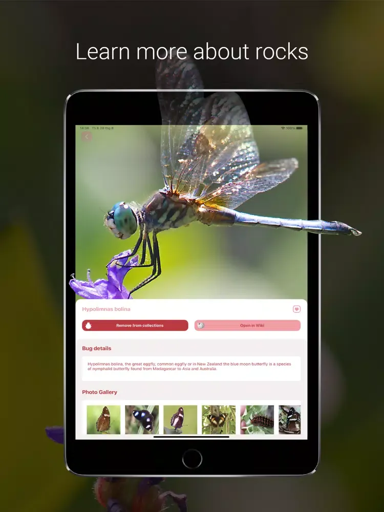 Bug Identifier - Insect iPad  Ekran Görüntüleri