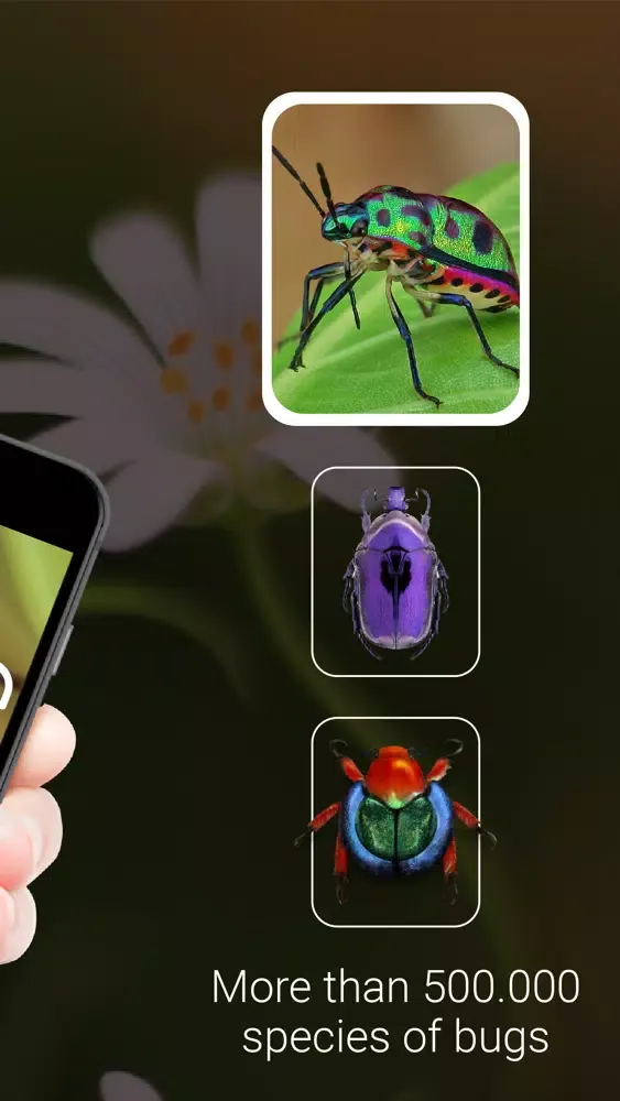 Bug Identifier - Insect Ekran Görüntüleri