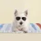 Adorable Animals!