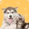 Pet Translator