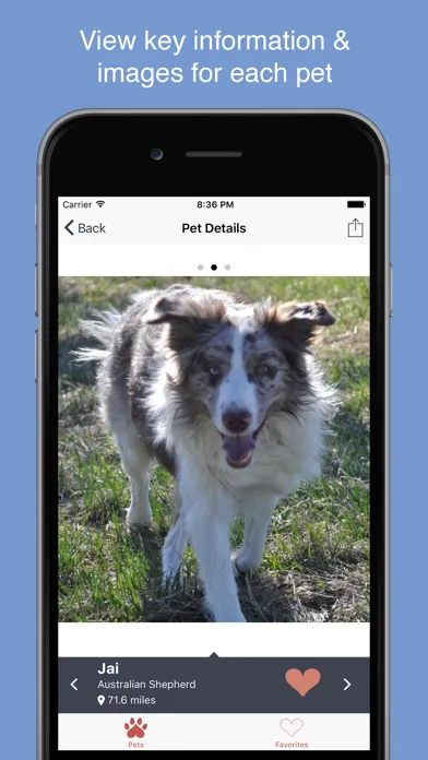 Pet Search - Adopt a Pet應用截圖