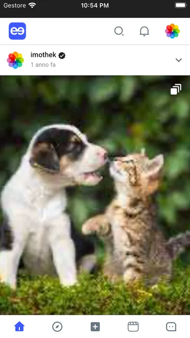 Gleeap - Make your Pet a Star Screenshots