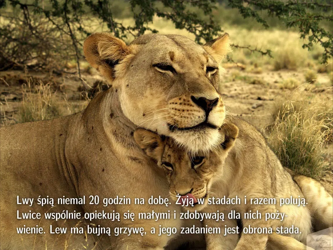 Zrzuty ekranu Lwy i inne dzikie zwierzęta iPad 