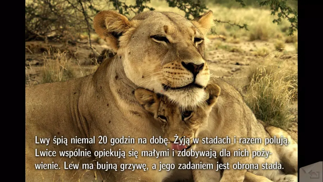 Zrzuty ekranu Lwy i inne dzikie zwierzęta
