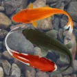 Beautiful Fish Screensaver Beautiful Fish Screensaver