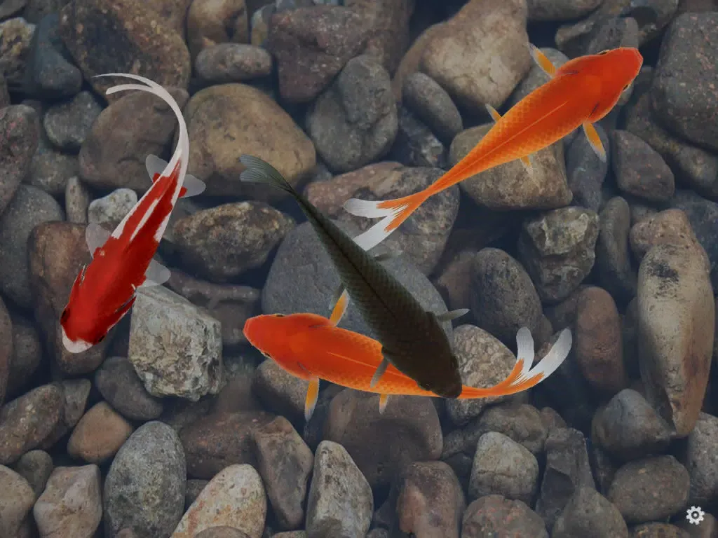Capturas de tela do Beautiful Fish Screensaver iPad 