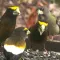 Bird and Bird Watching Updates