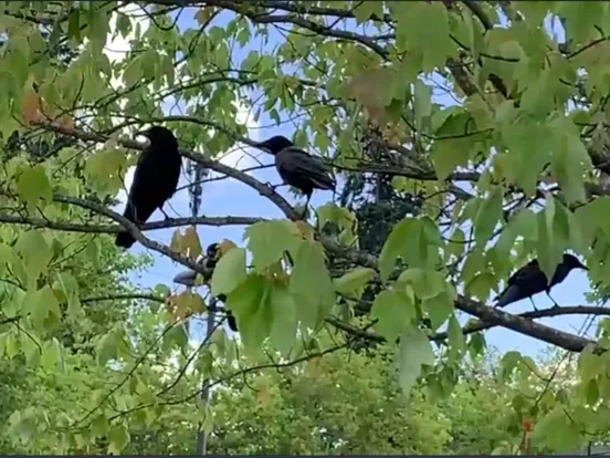 Tangkapan skrin Crow Scientist iPad