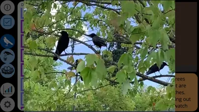 Tangkapan skrin Crow Scientist