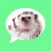 Message stickers : hedgehog