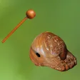 木魚
